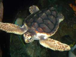 Image of Caretta