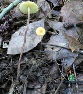 Image de Rhizomarasmius pyrrhocephalus (Berk.) R. H. Petersen 2000