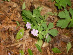 Image of spotted geranium