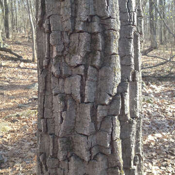 Image of Chestnut Oak