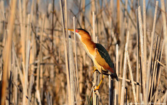 Image of Least Bittern