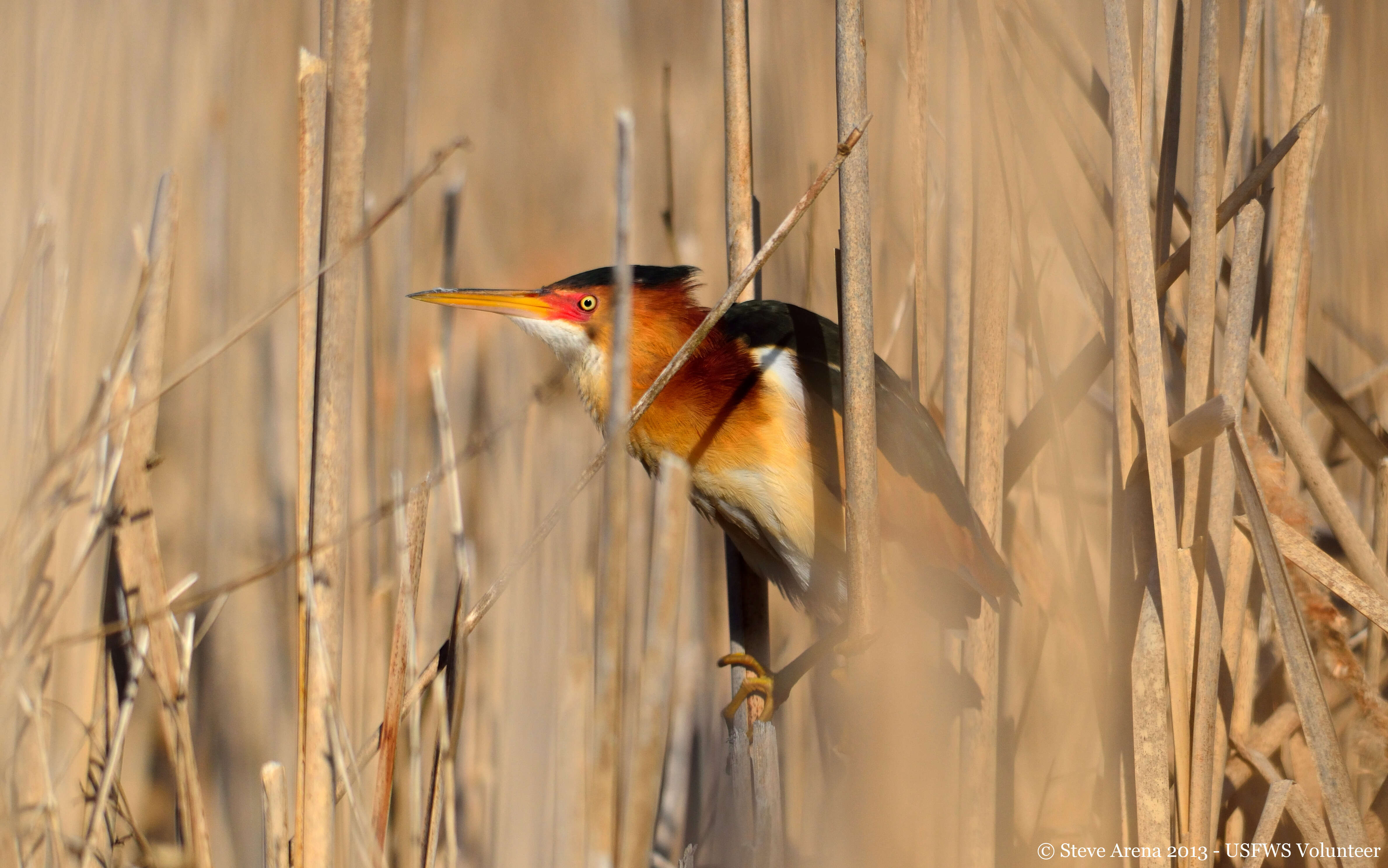 Image of Least Bittern