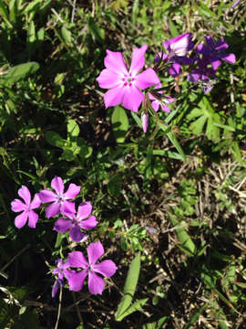 Image of pointed phlox