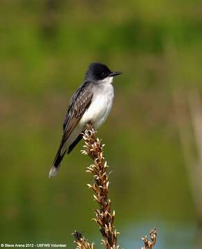 Image of Eastern Kingbird