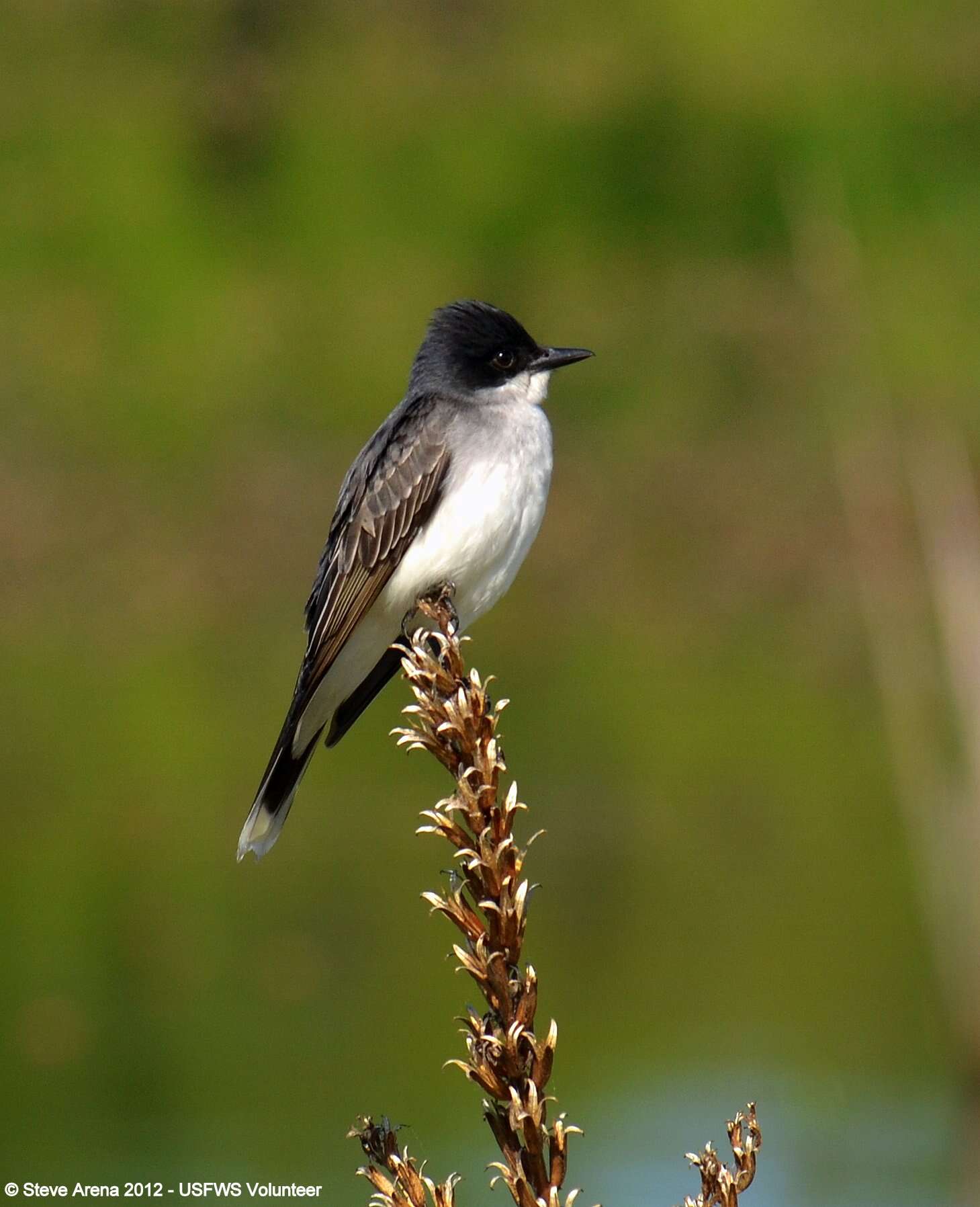 Image of Eastern Kingbird