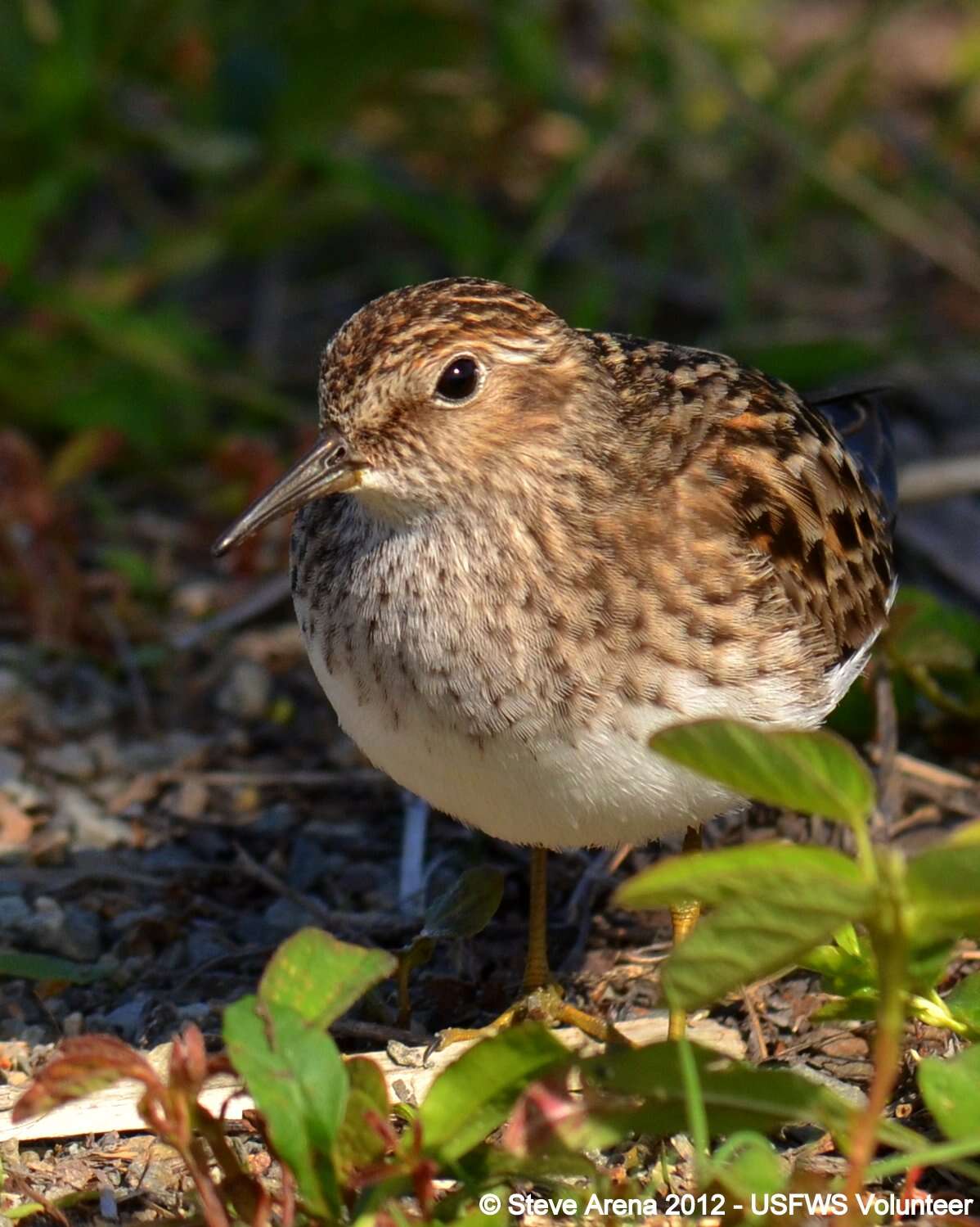 Image of Least Sandpiper