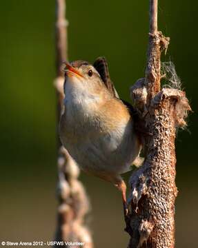 Image of Marsh Wren