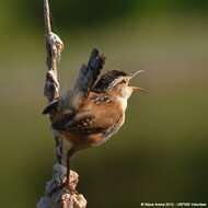 Image of Marsh Wren