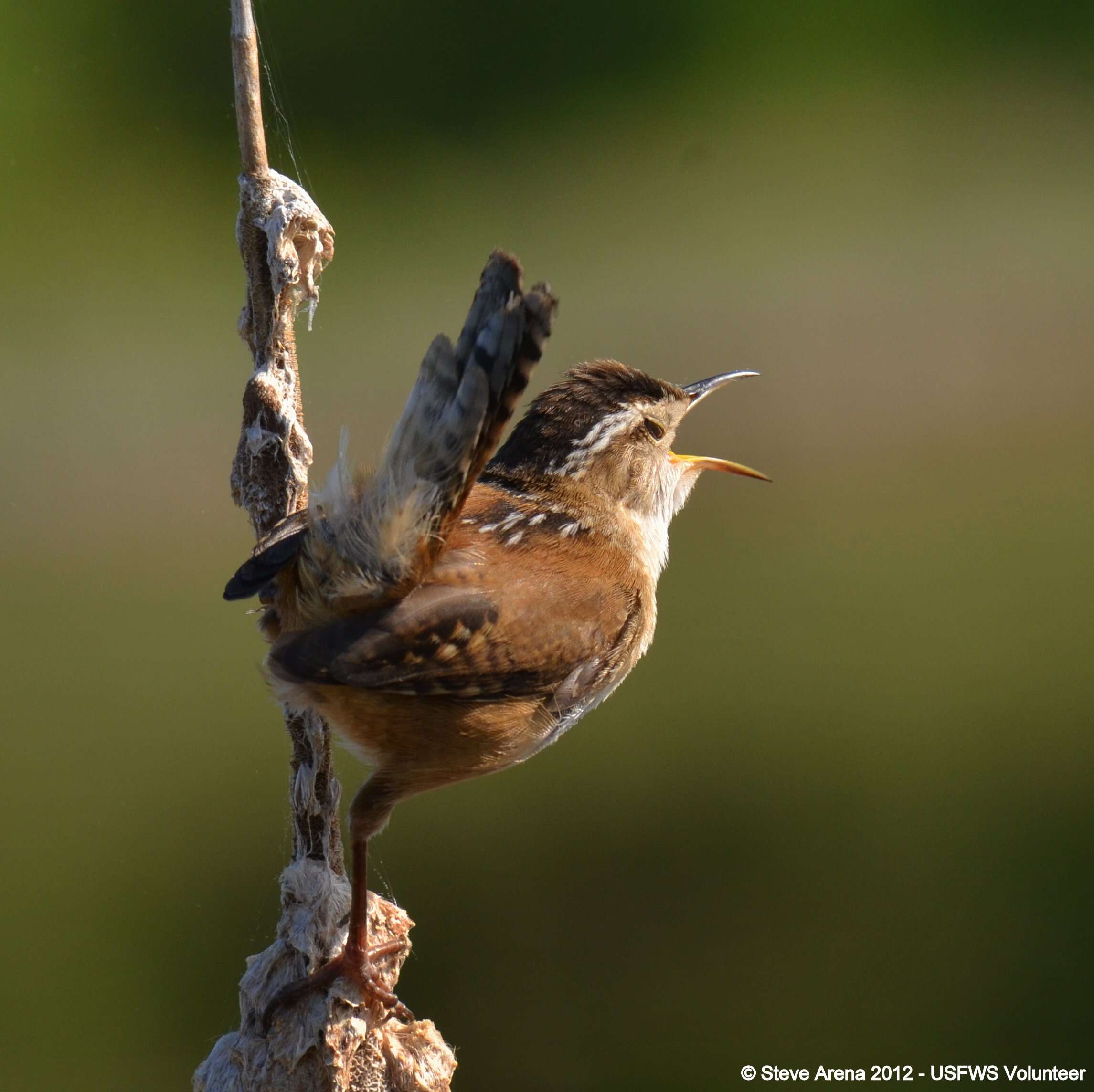 Image of Marsh Wren