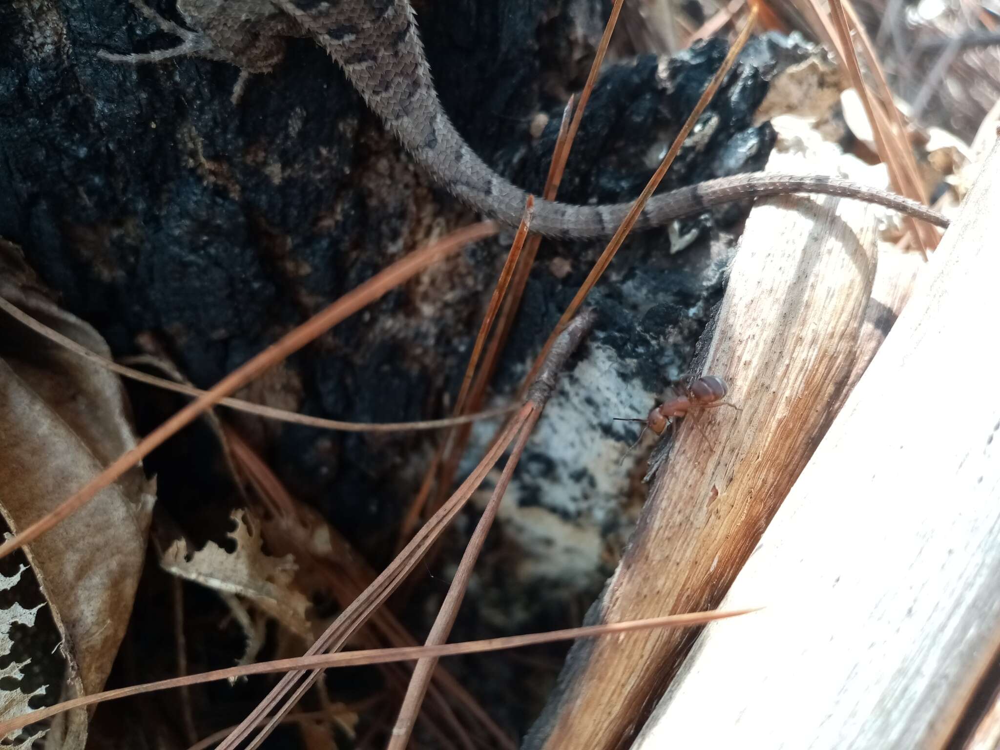 Image of Sceloporus variabilis olloporus Smith 1937