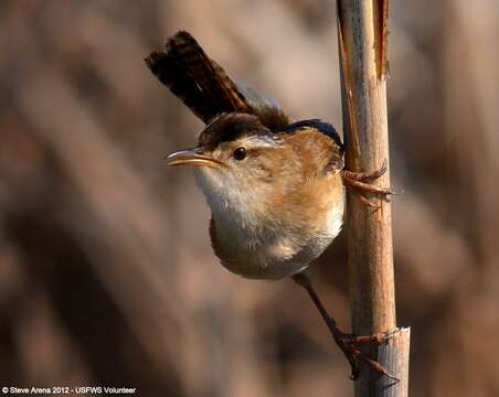 Image of Marsh Wren