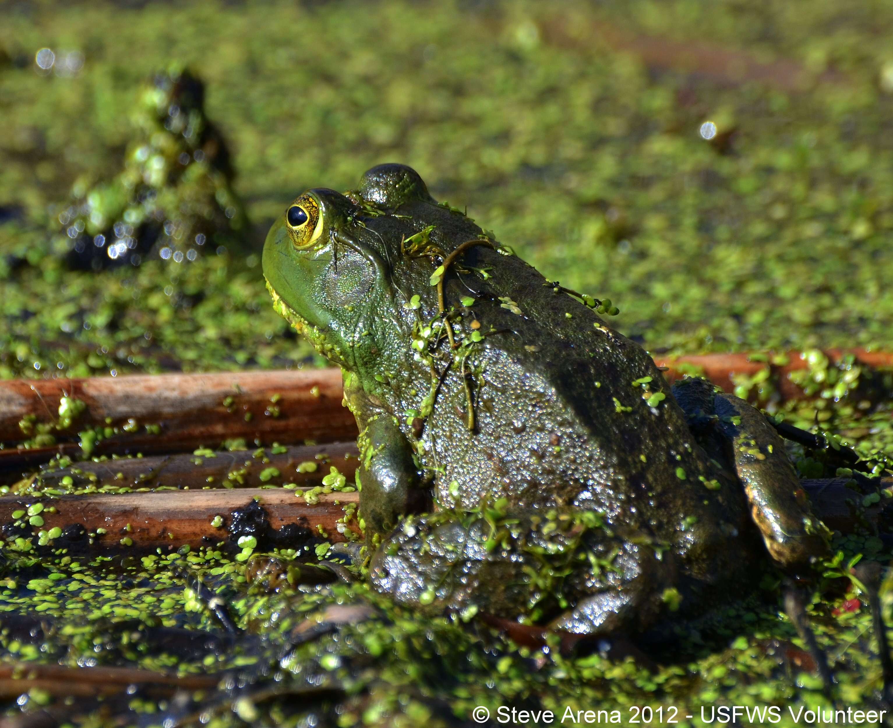 Image of American Bullfrog