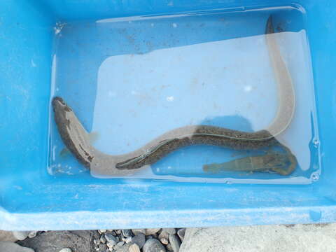 Image of Giant Long-finned Eel