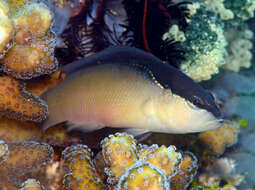 Image of Bandit dottyback