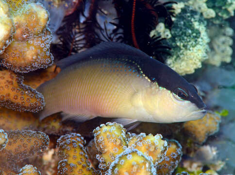 Pseudochromis perspicillatus Günther 1862 resmi