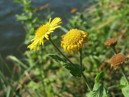 Image of common fleabane