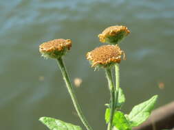 Image of common fleabane