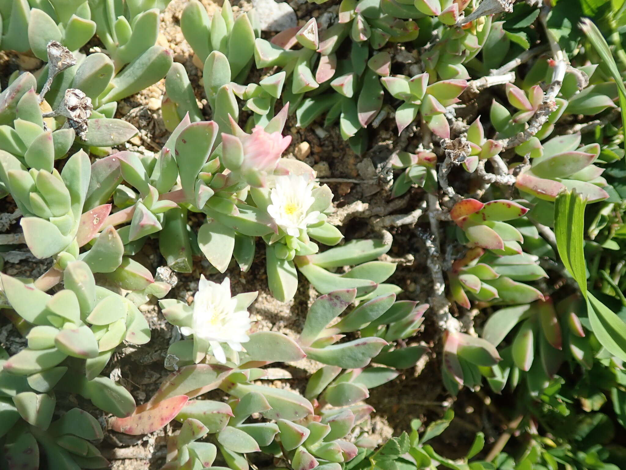 Image of Delosperma guthriei Lavis