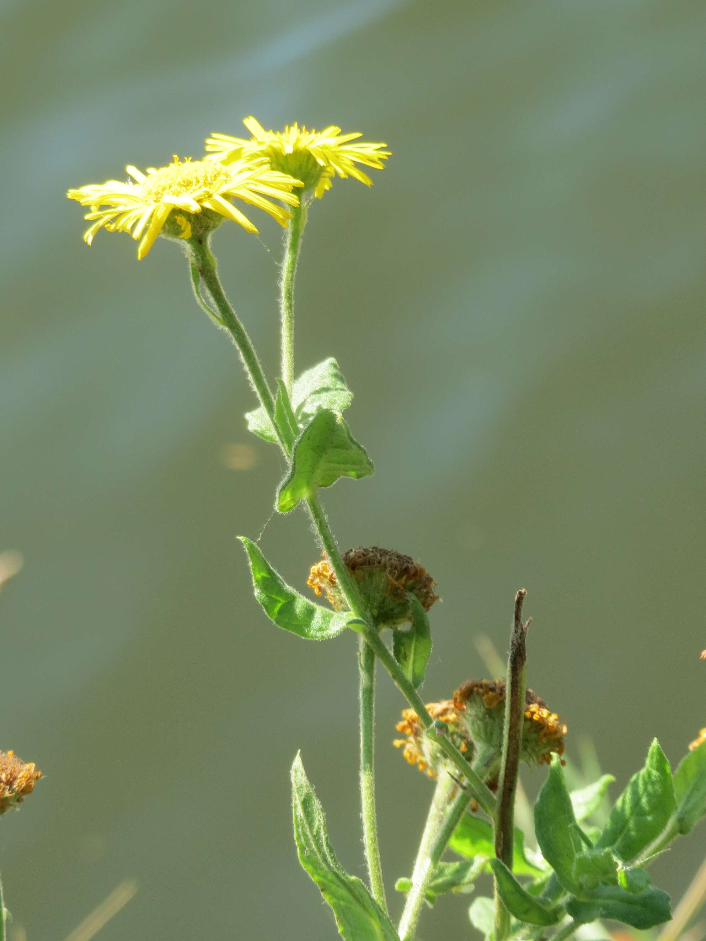 Image of common fleabane