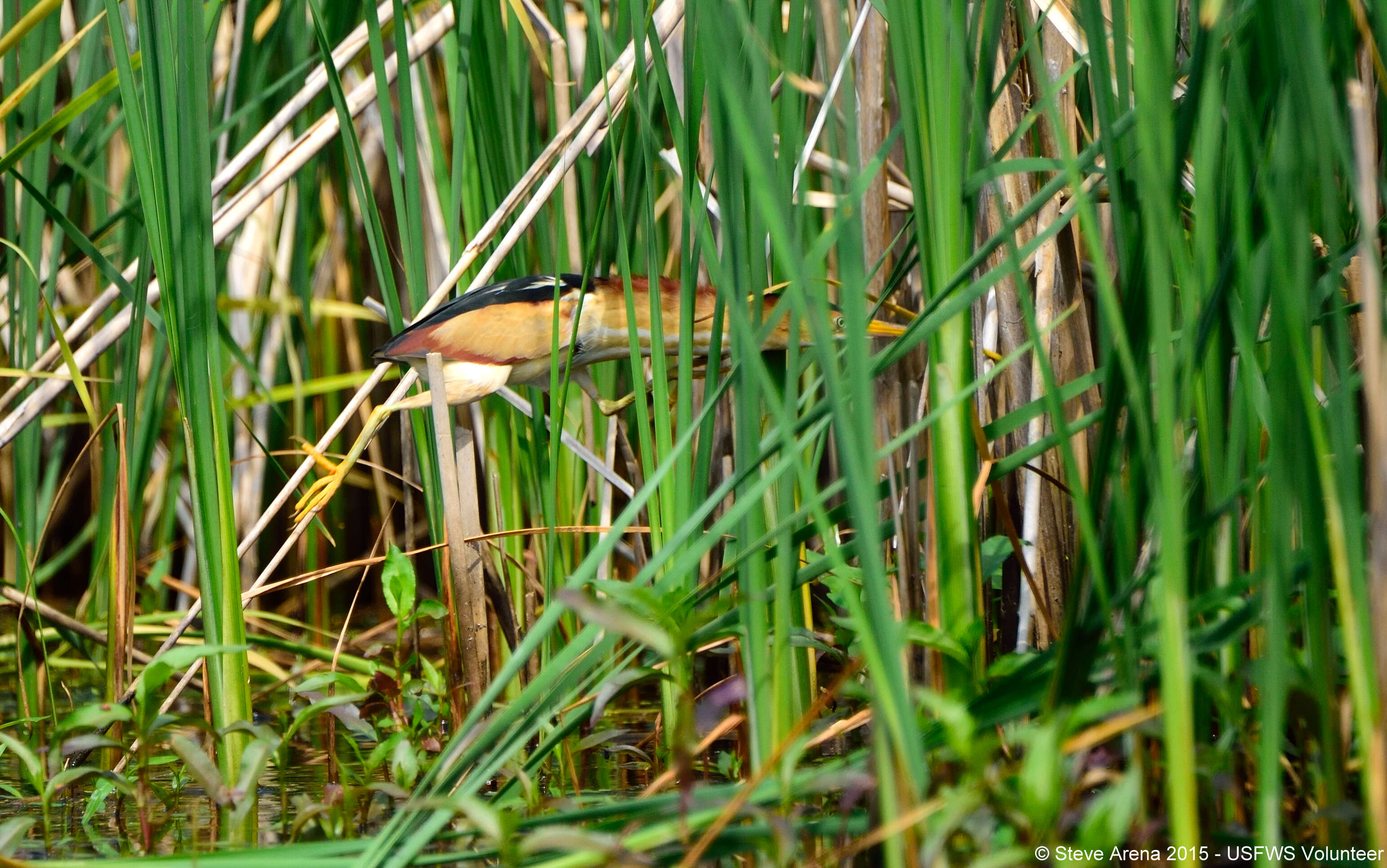 Image of Least Bittern