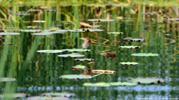 Image of Marsh Wren