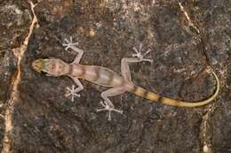 Image of Gallagher's Gecko