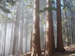 Image of giant sequoia