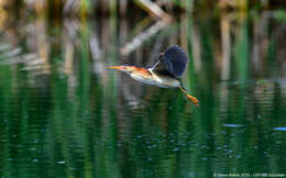 Image of Least Bittern