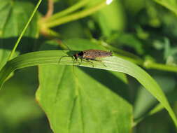 Image of Ectobius (Ectobius) erythronotus Burr 1898