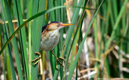 Image of Least Bittern