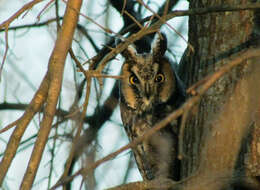 Image of Long-eared Owl