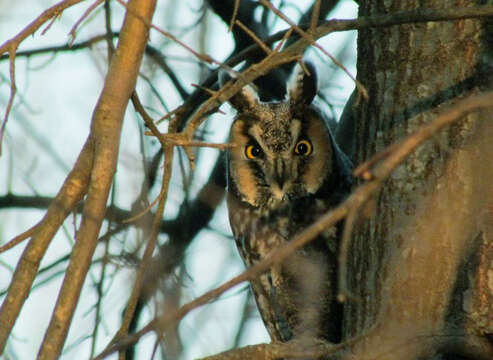 Image of Long-eared Owl