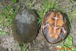 Image of Common Musk Turtle