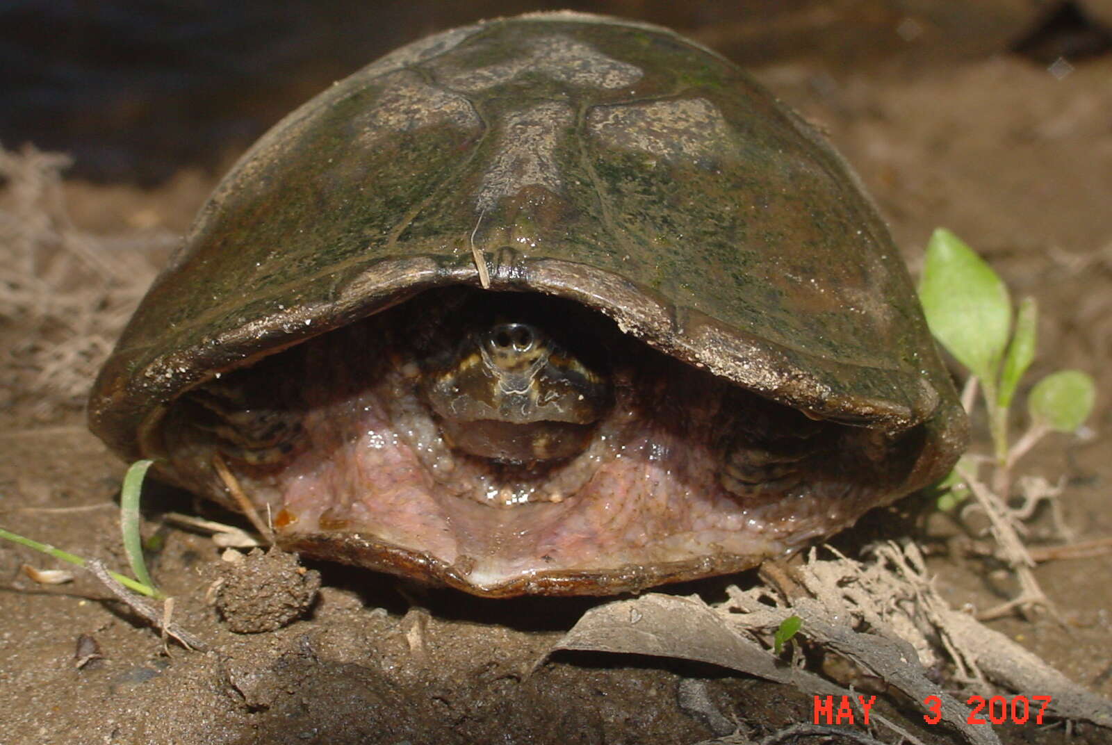 Image de Sternotherus odoratus (Latreille 1802)