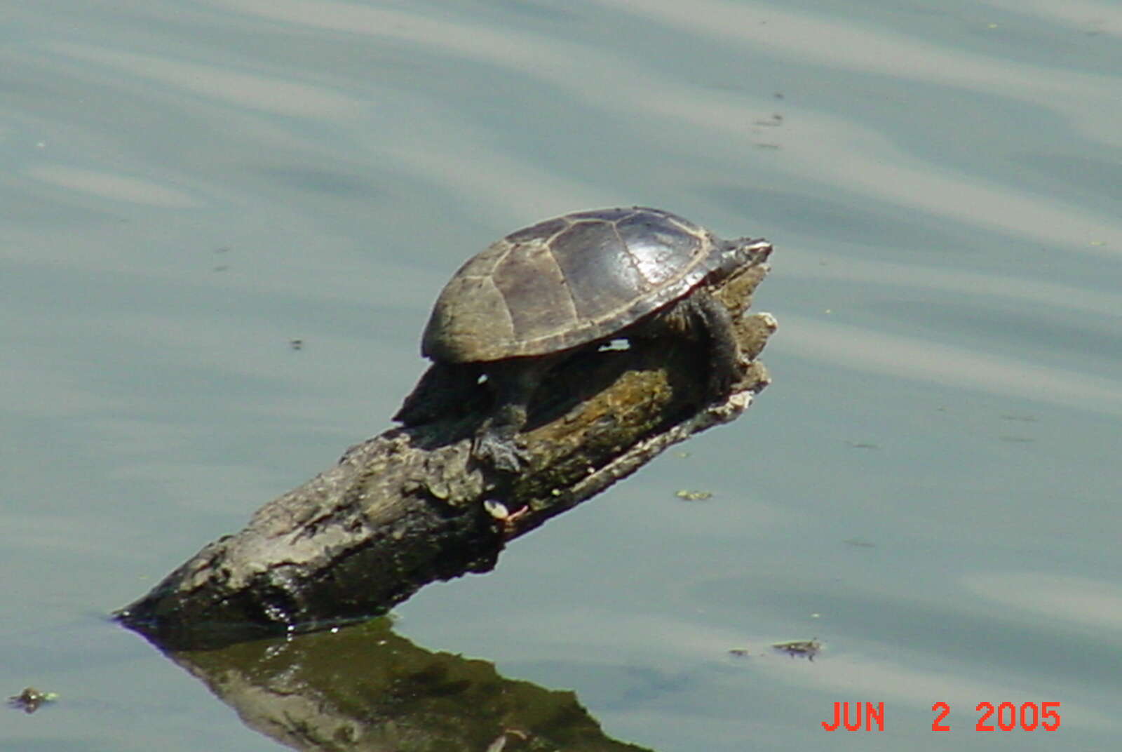 Image of Common Musk Turtle