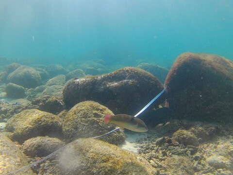 Image of Wounded wrasse