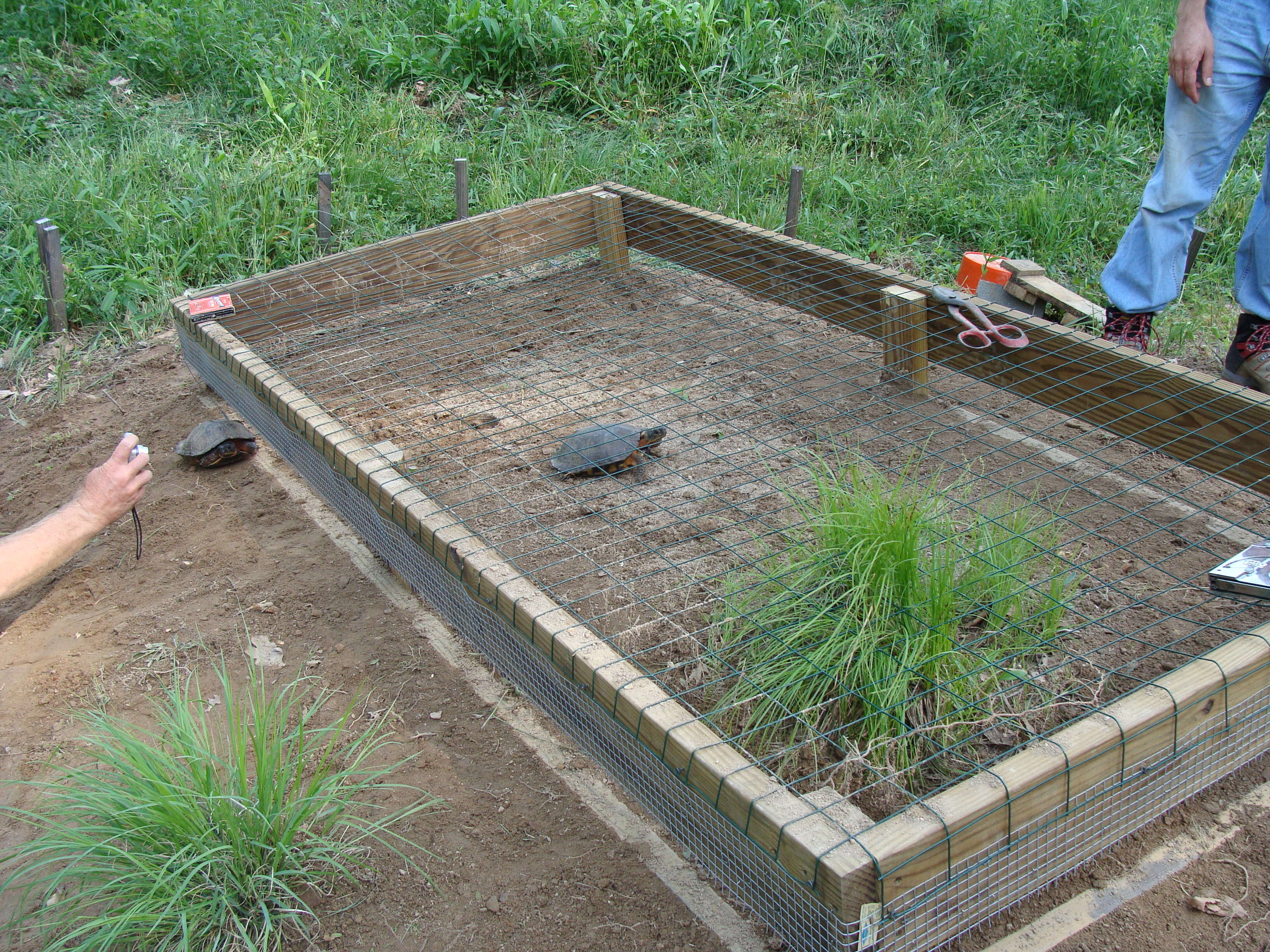 Image de Tortue des bois