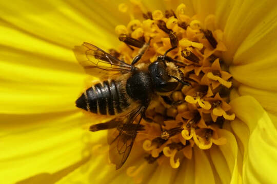 Image of Megachile leaf-cutter bee