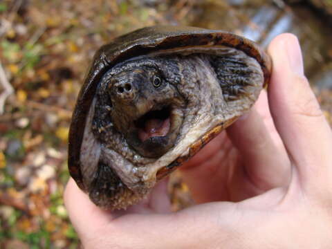 Image of Common Musk Turtle