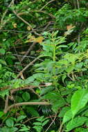 Image of Uncaria lanosa var. appendiculata (Benth.) Ridsdale