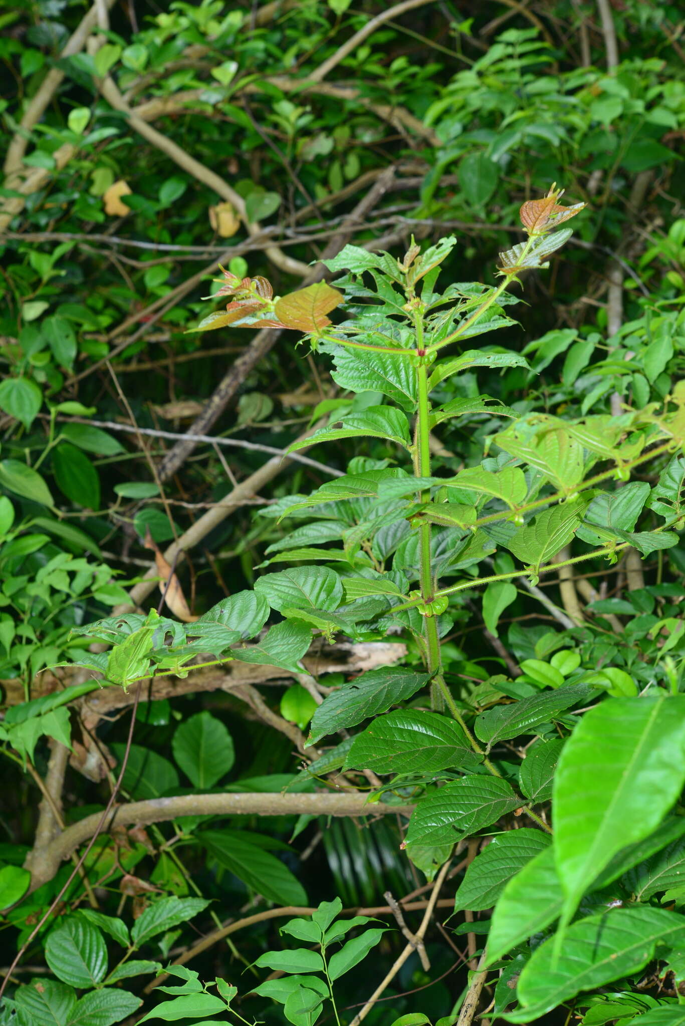 Image of Uncaria lanosa var. appendiculata (Benth.) Ridsdale