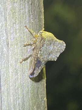 Image of Heliria cornutula Ball