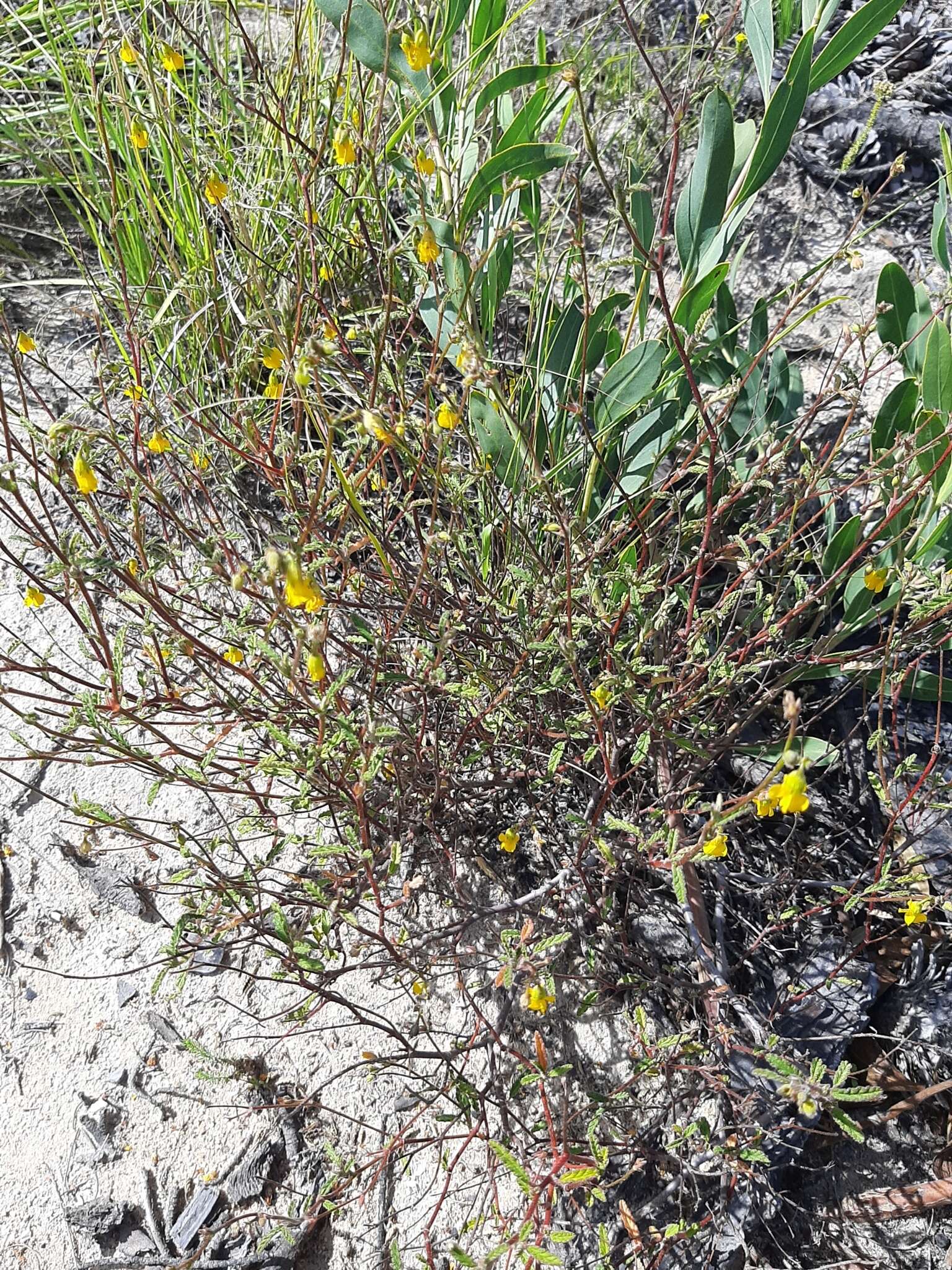 Image of Hermannia althaeoides Hort. ex Link