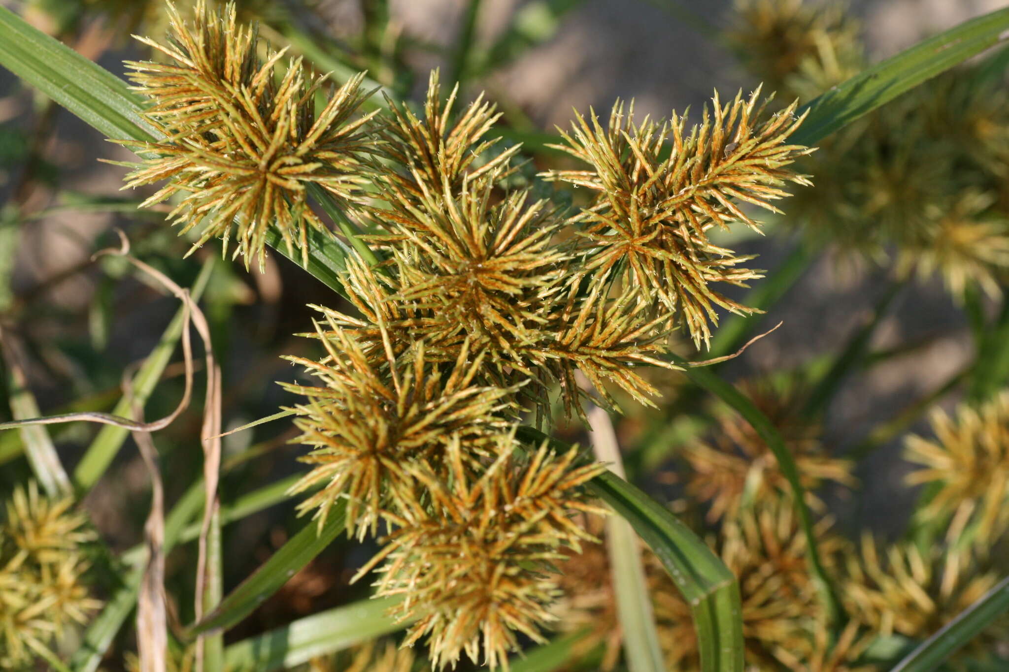 Image of Cyperus odoratus subsp. odoratus