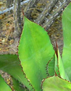 Image of Agave bovicornuta Gentry