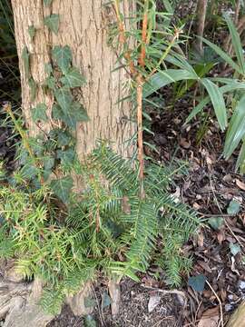 Image of Japanese Nutmeg Tree