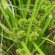 Image of Tall flatsedge