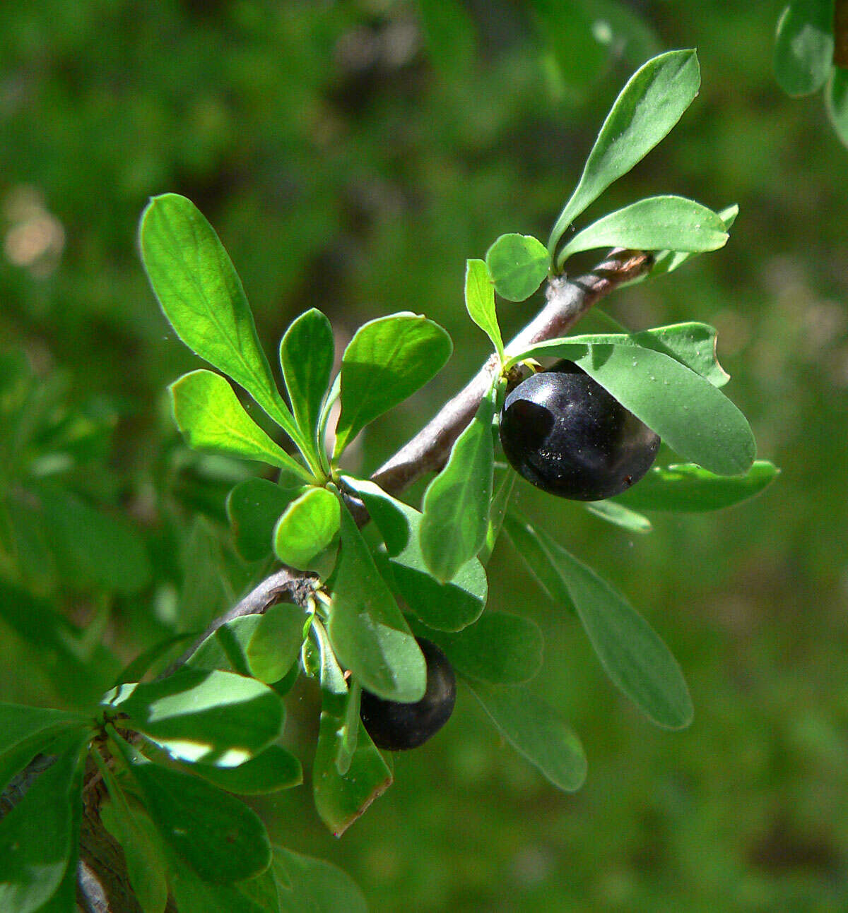 Image of bitter snakewood