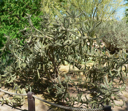 Image of jumping cholla