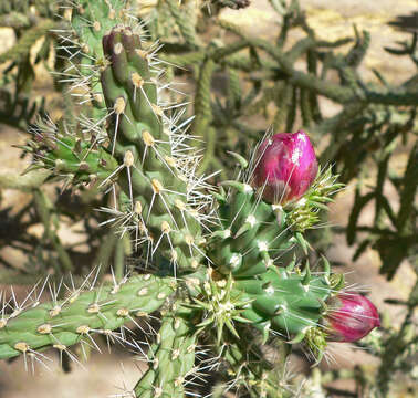 Image of jumping cholla